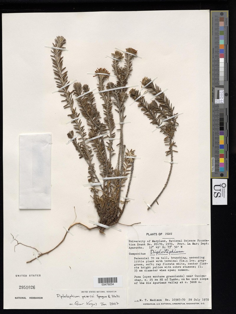 Diplostephium pearcei