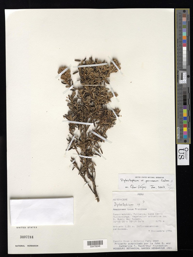 Diplostephium peruvianum
