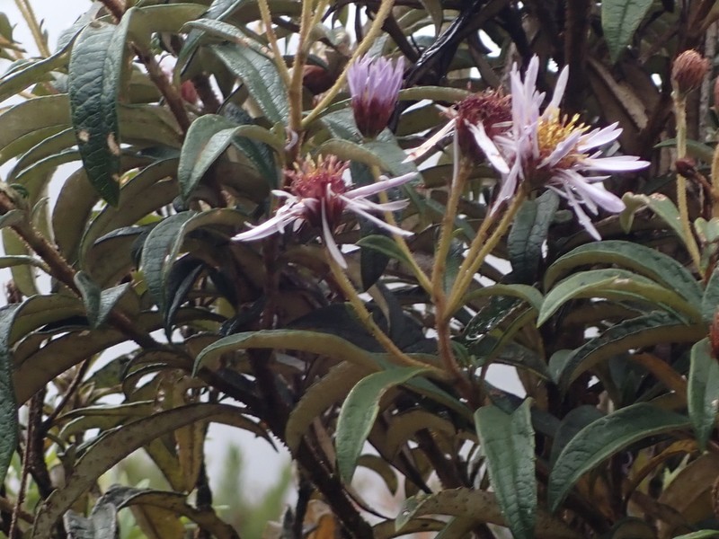 Diplostephium pulchrum photo 2