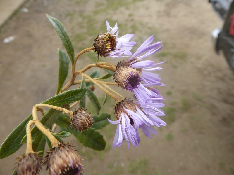 Diplostephium pulchrum photo 3