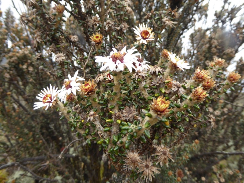Diplostephium sagasteguii photo 3