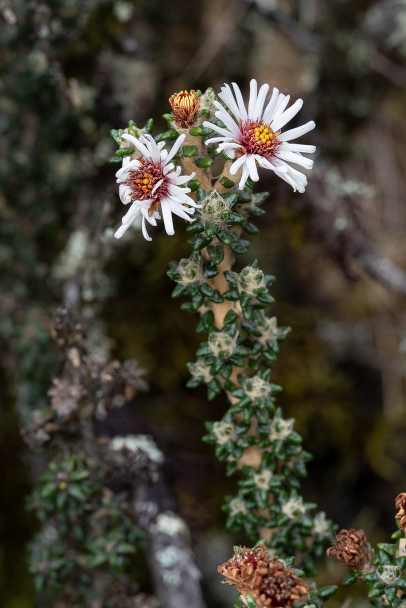 Diplostephium sagasteguii photo 5