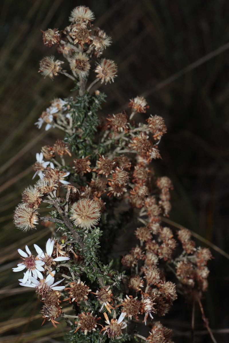 Diplostephium sagasteguii photo 6