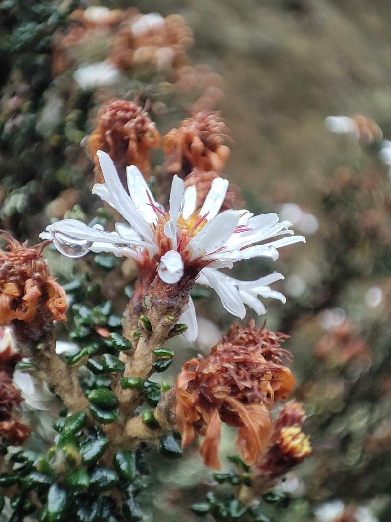 Diplostephium sagasteguii photo 7