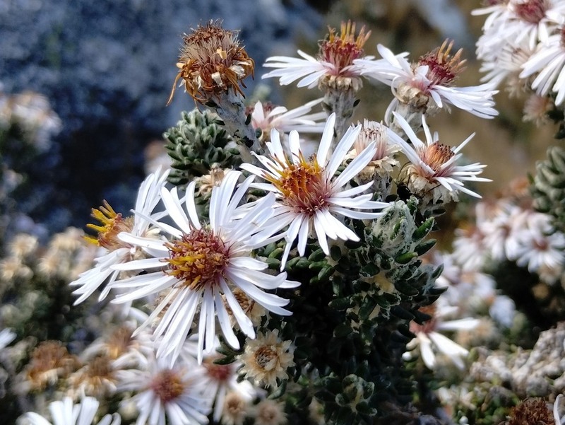 Diplostephium sagasteguii photo 8