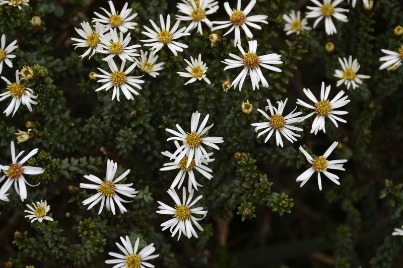 Diplostephium spinulosum photo 2