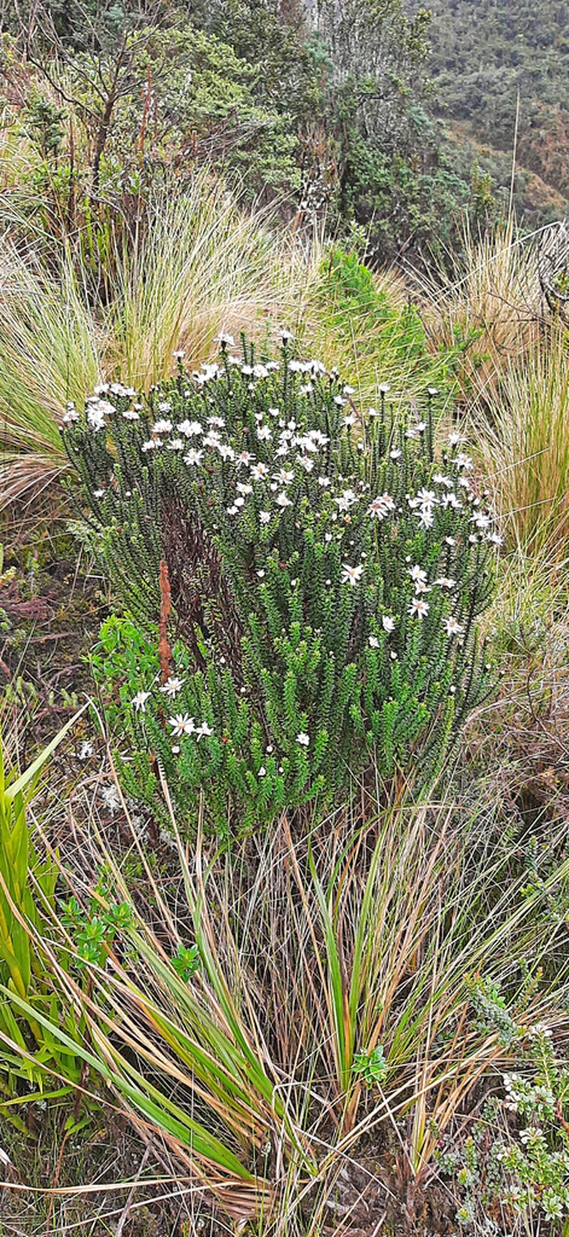 Diplostephium spinulosum photo 4