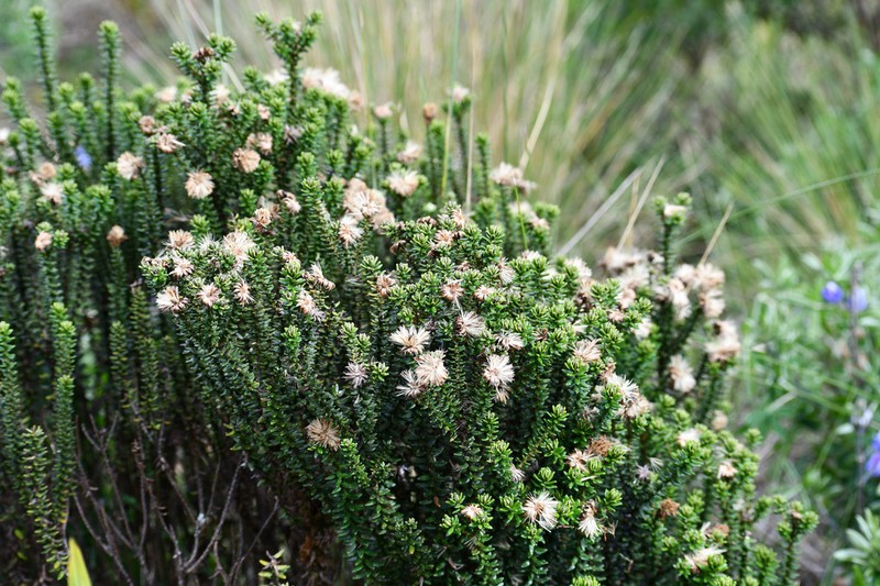 Diplostephium spinulosum photo 5