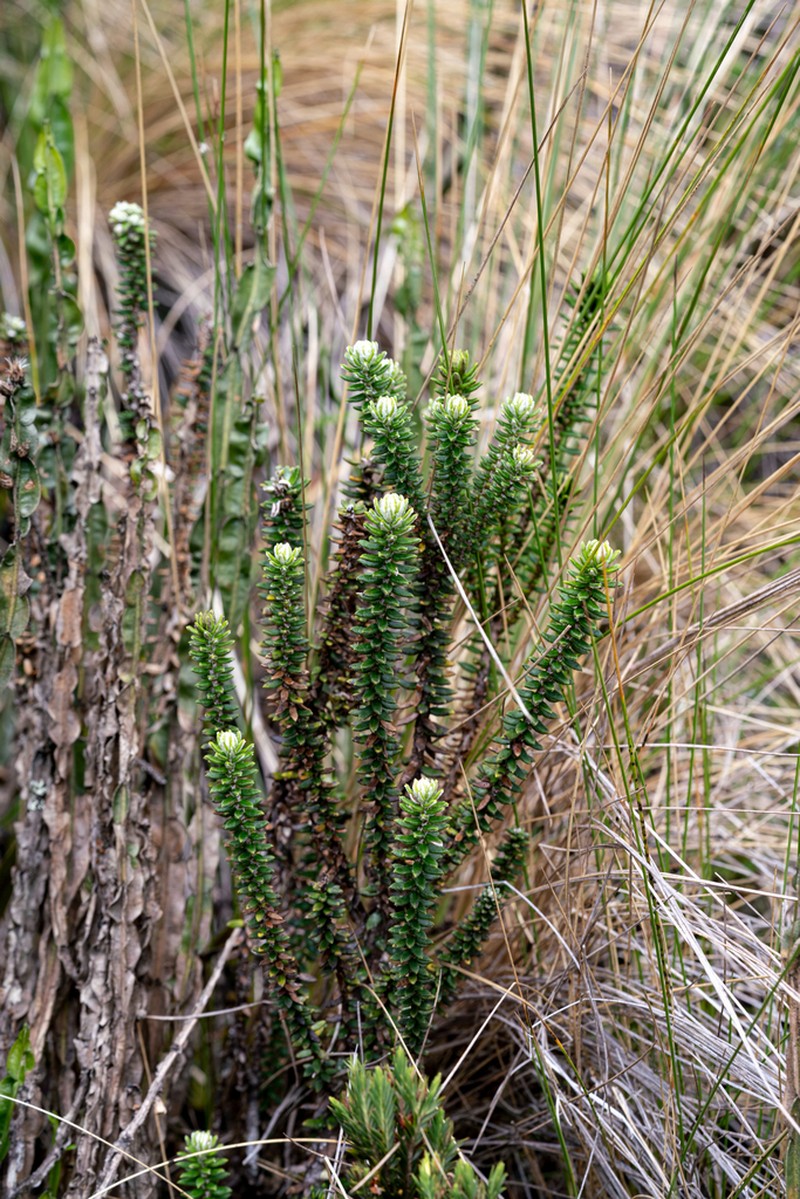Diplostephium spinulosum photo 6