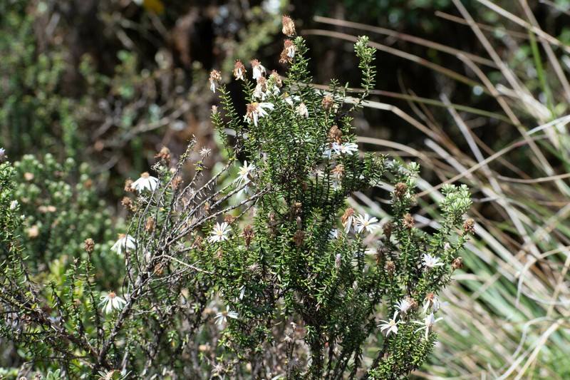 Diplostephium spinulosum photo 7