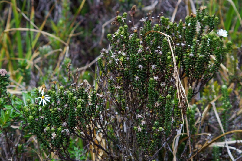 Diplostephium spinulosum photo 8