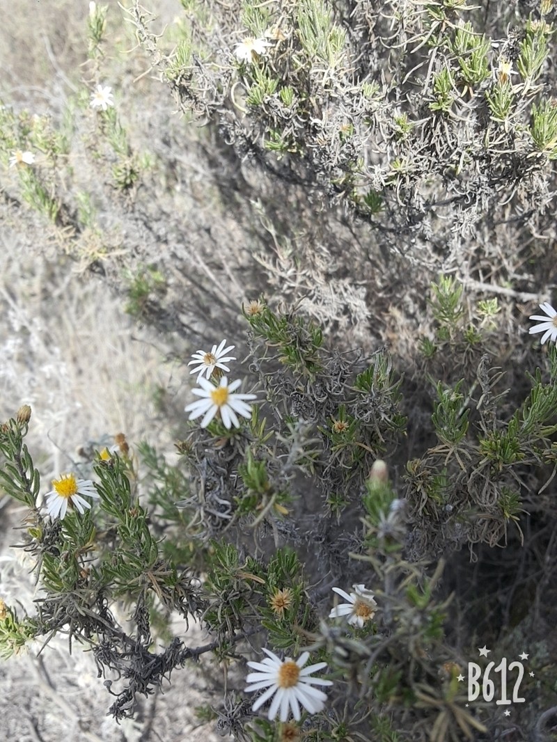 Diplostephium tacorense photo 2