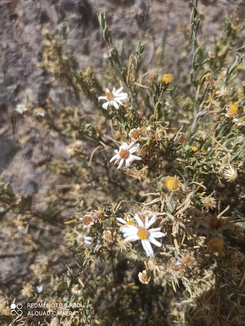 Diplostephium tacorense photo 3