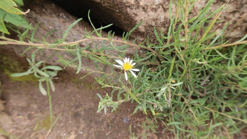 Diplostephium tacorense photo 4