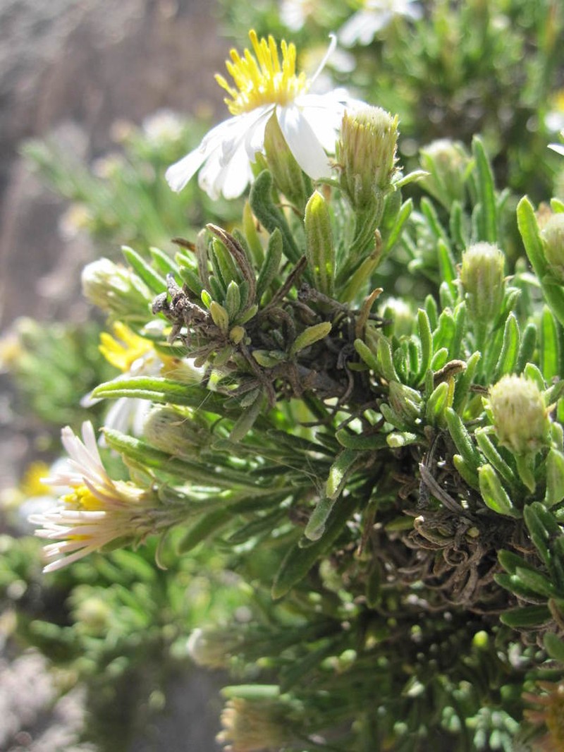 Diplostephium tacorense photo 5