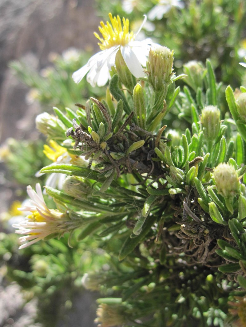 Diplostephium tacorense photo 7