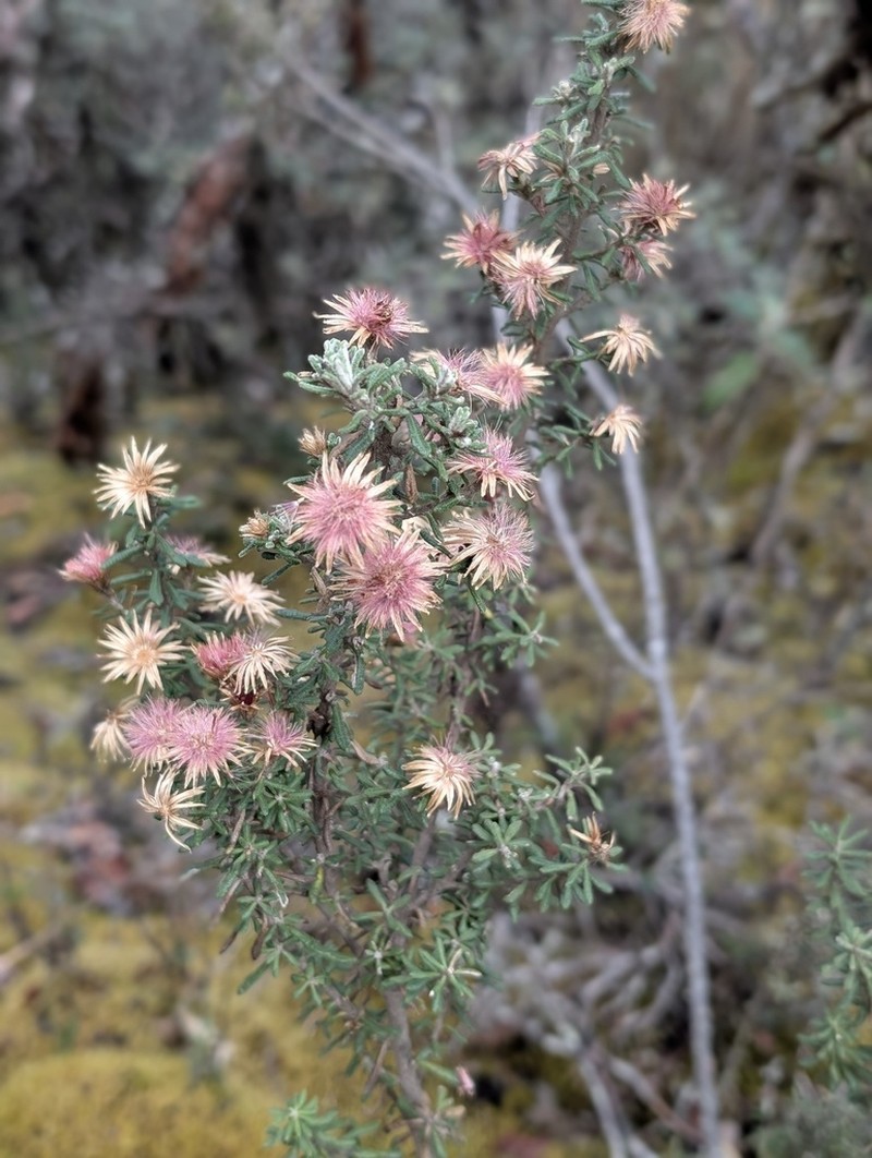 Diplostephium vaccinioides