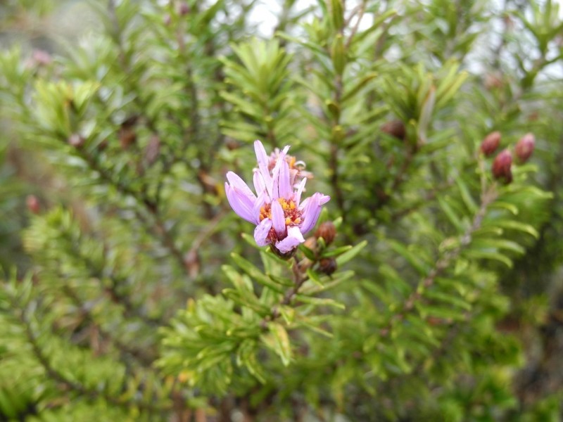 Diplostephium vermiculatum