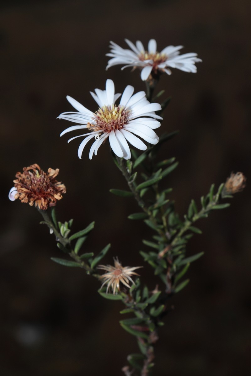 Diplostephium vermiculatum photo 2