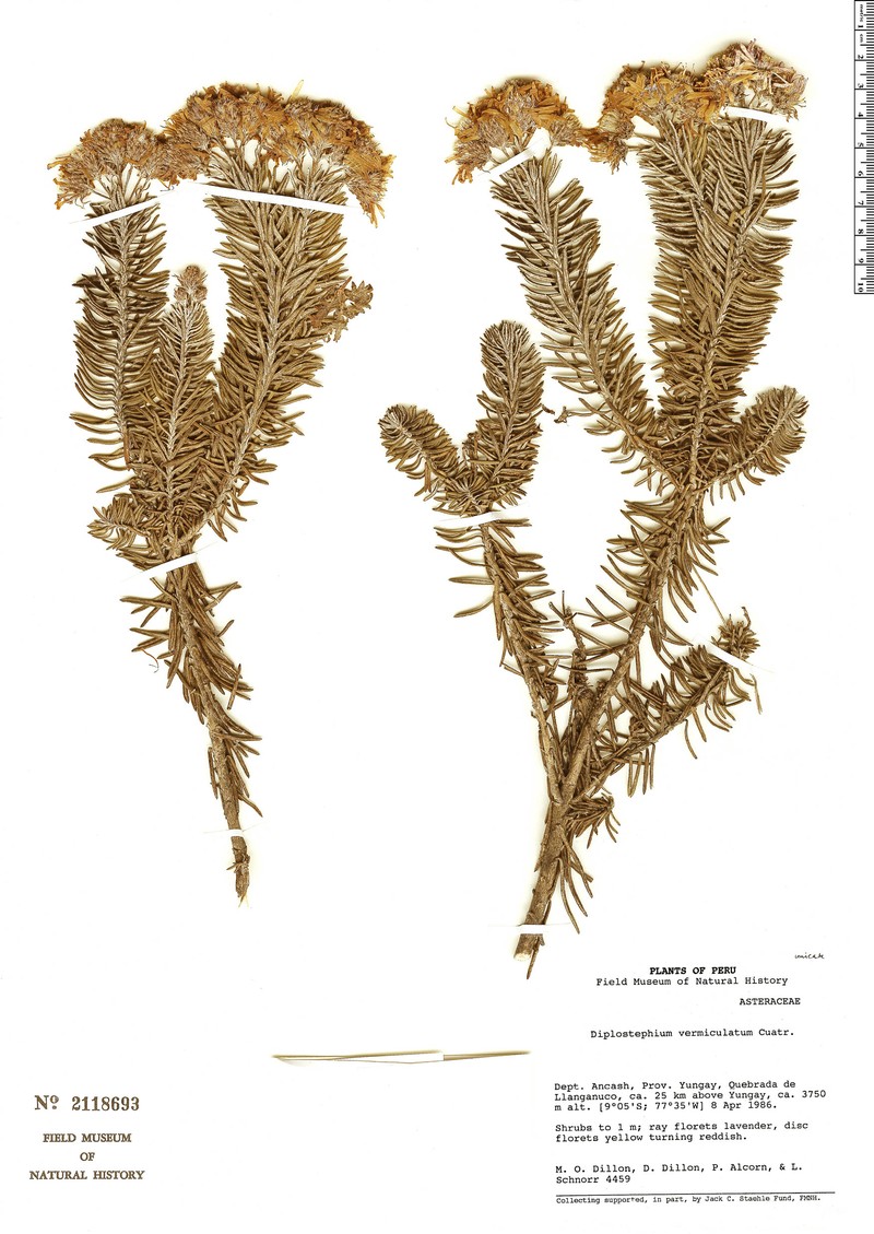 Diplostephium vermiculatum photo 4