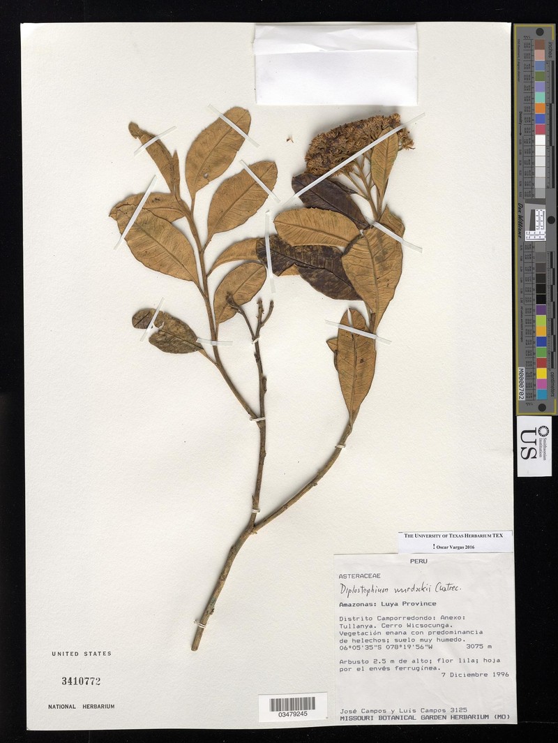 Diplostephium wurdackii