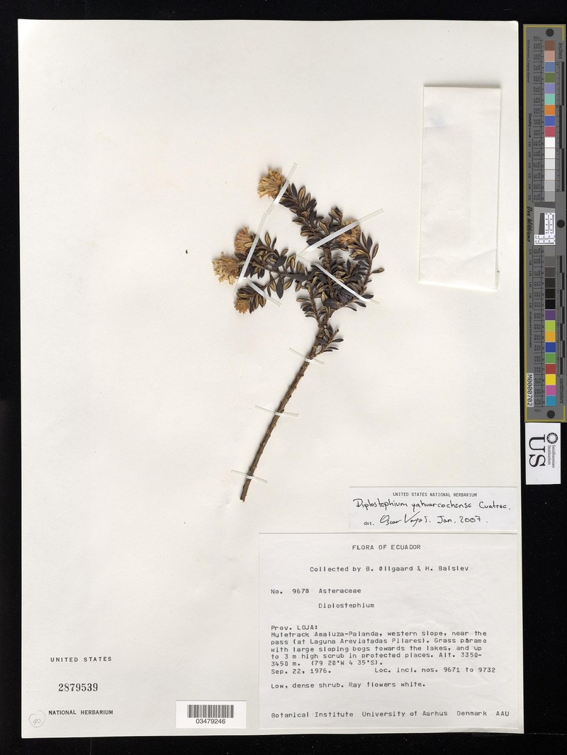 Diplostephium yahuarcochense