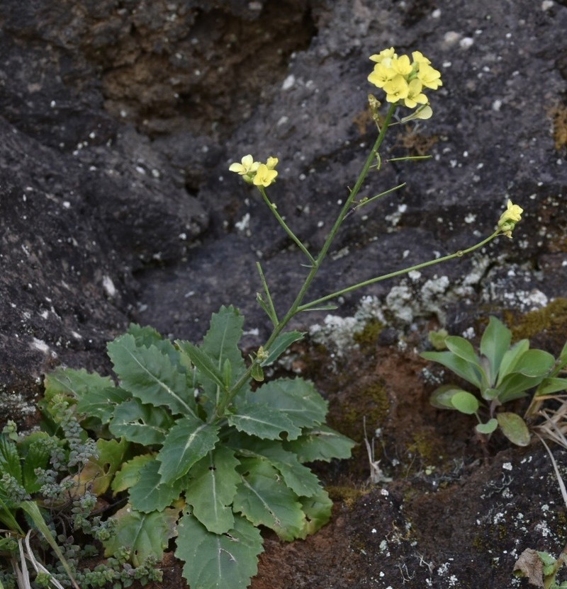 Diplotaxis brochmannii