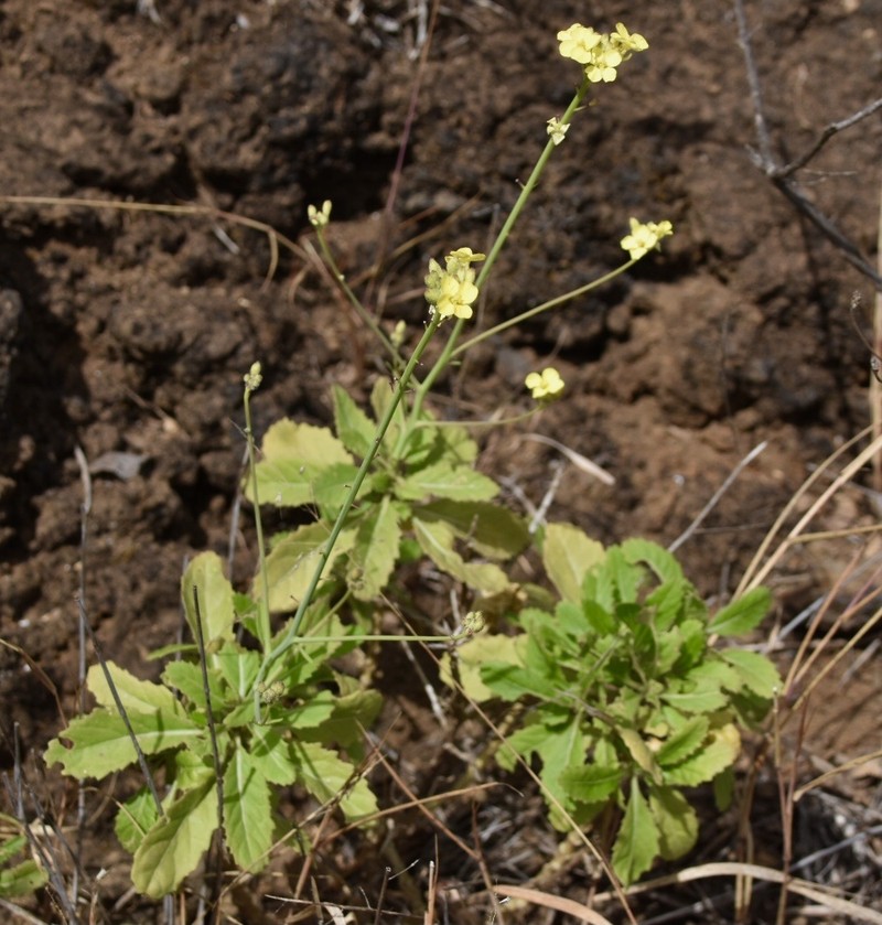 Diplotaxis brochmannii photo 2