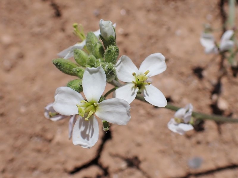 White Wallrocket photo 5