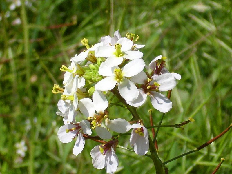 White Wallrocket photo 2