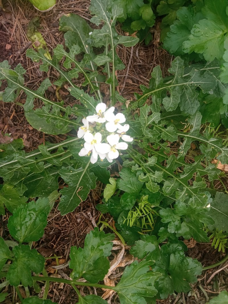 White Wallrocket photo 3