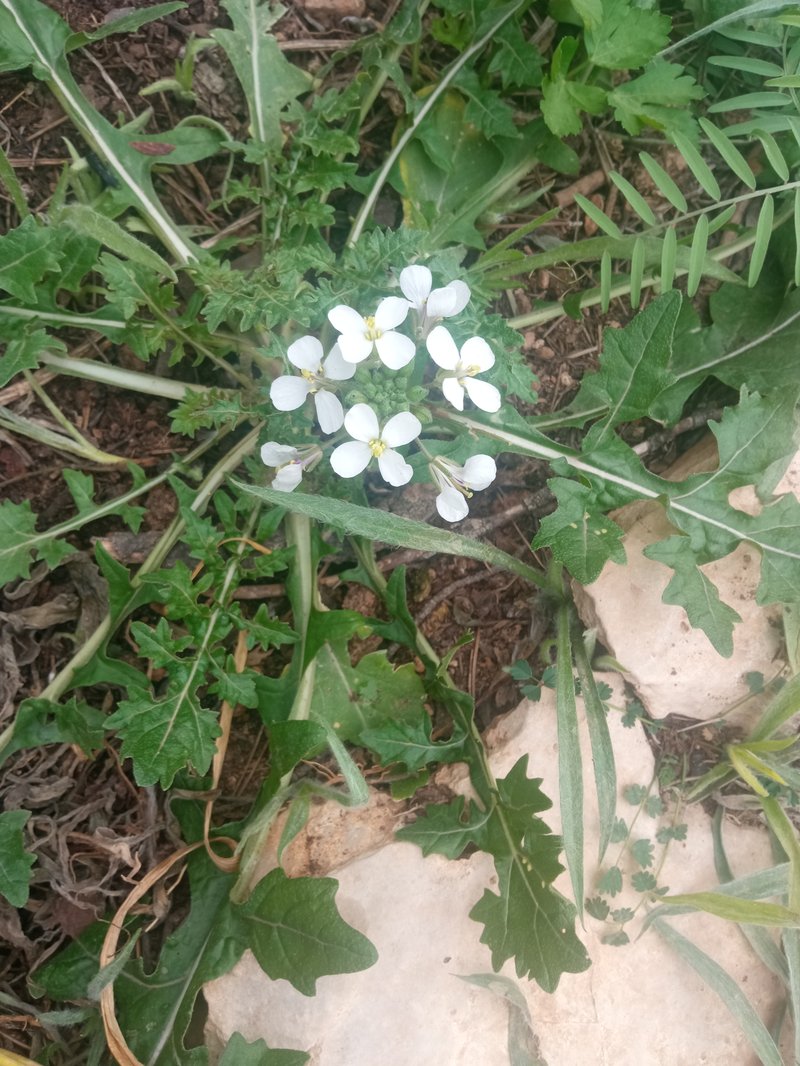 White Wallrocket photo 4