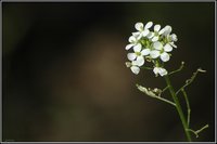 White Wallrocket