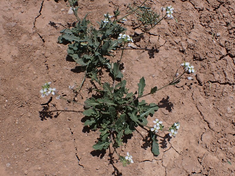 White Wallrocket photo 6