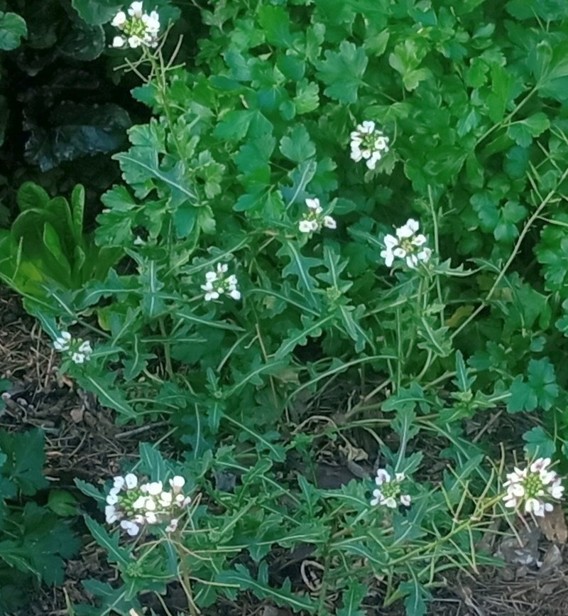 White Wallrocket photo 7
