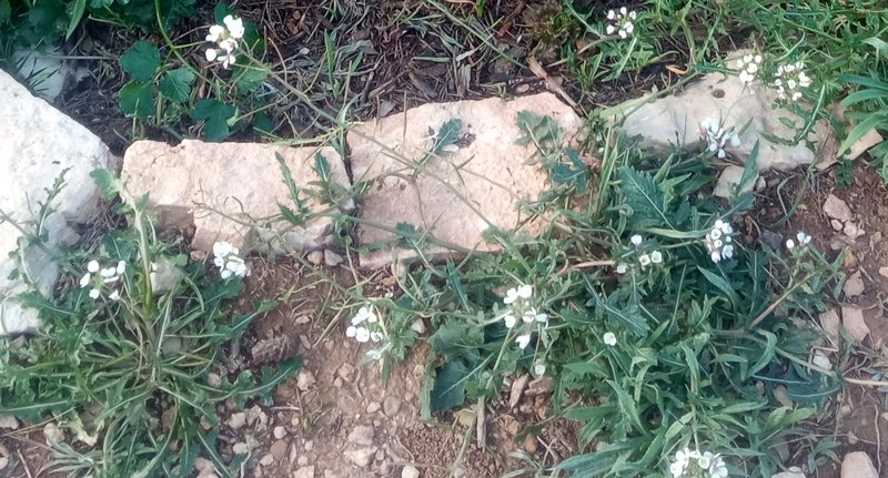 White Wallrocket photo 8