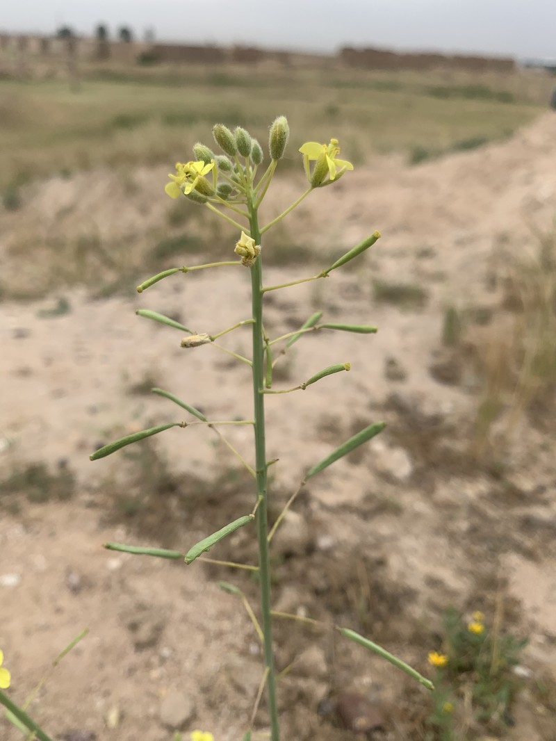 Diplotaxis harra subsp. harra