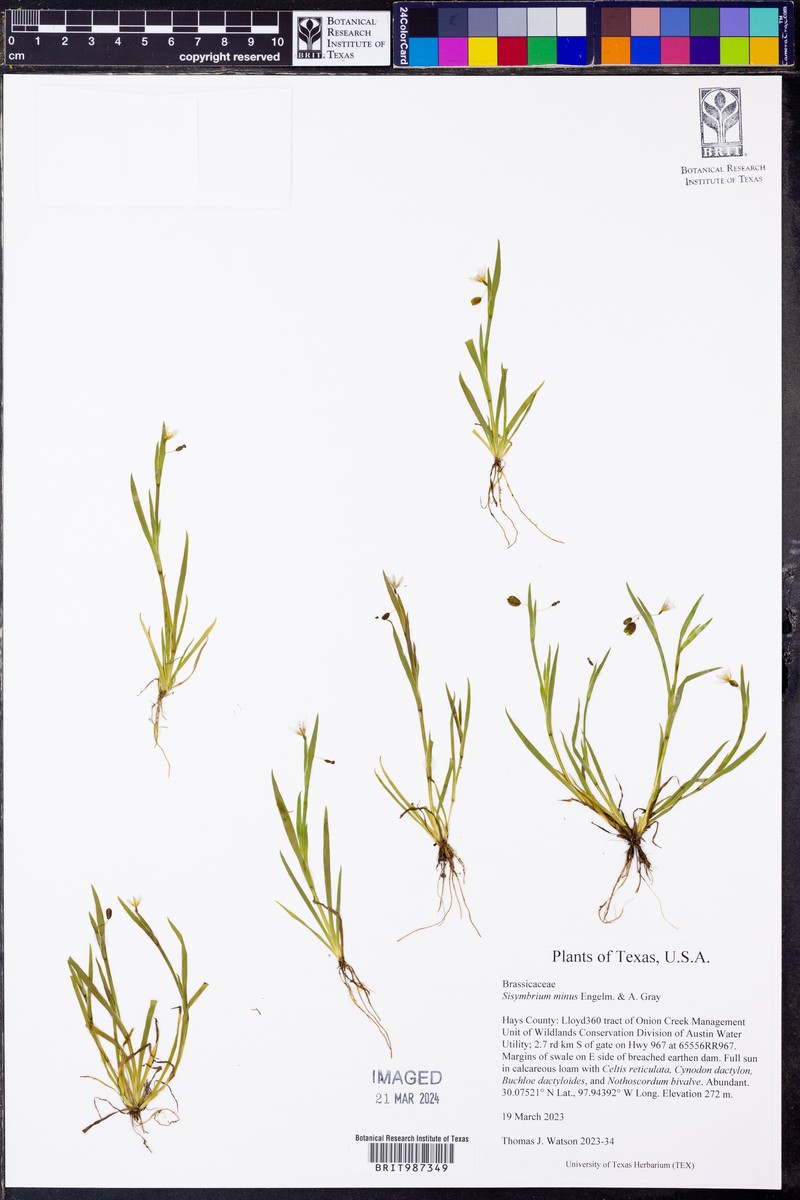 Diplotaxis muralis subsp. muralis