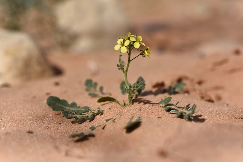 Diplotaxis saharensis