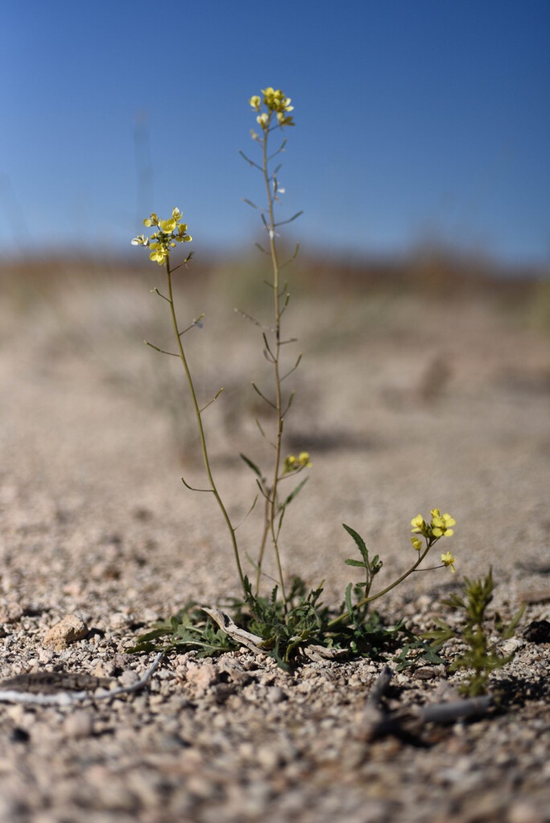 Diplotaxis saharensis photo 2