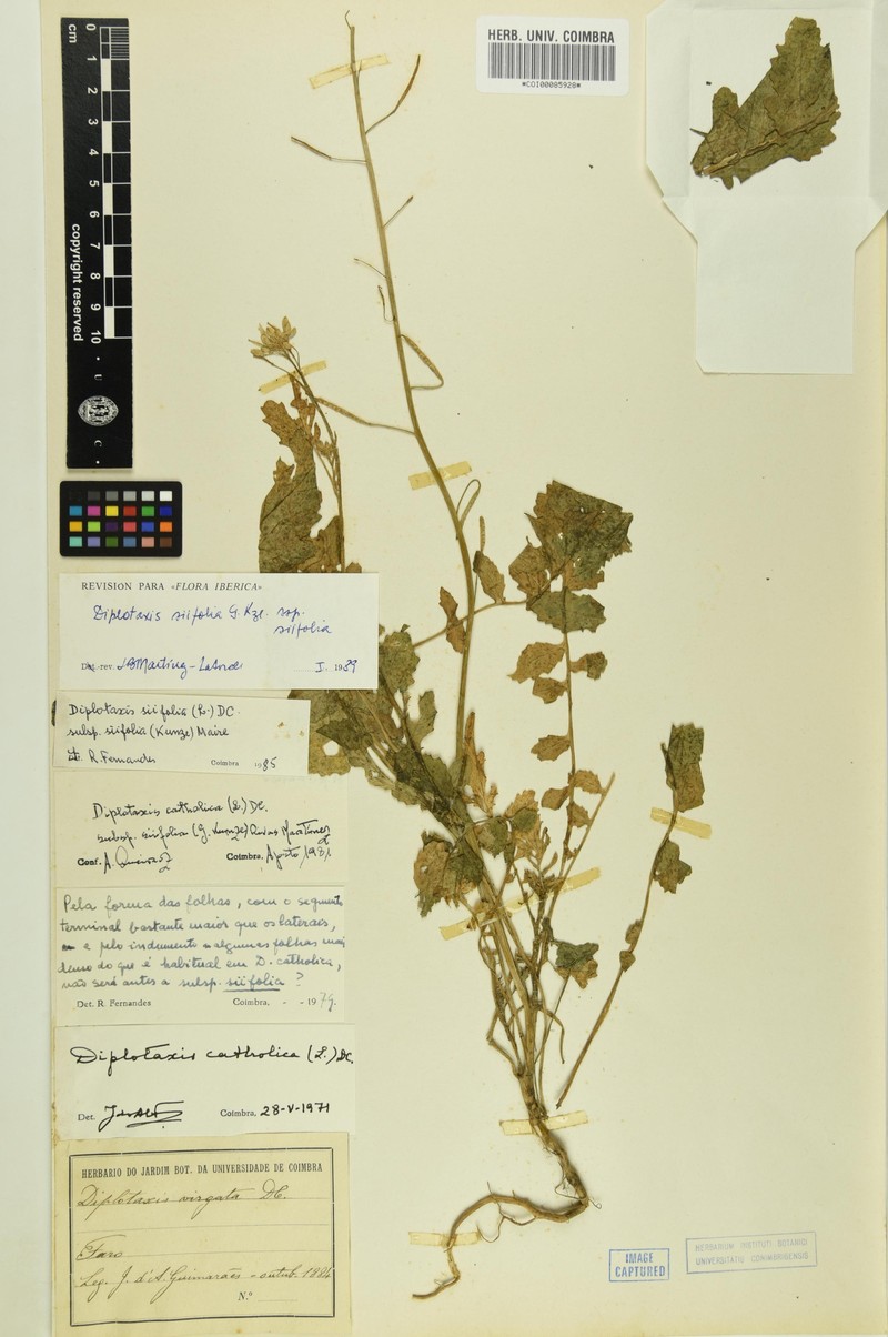 Diplotaxis siifolia subsp. siifolia