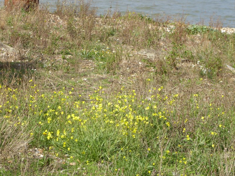Perennial Wallrocket photo 2