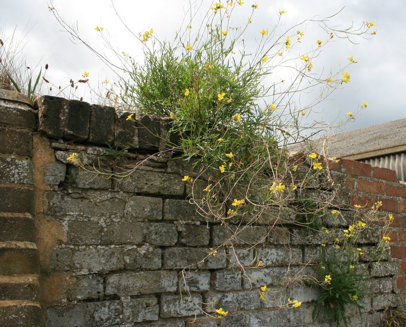 Perennial Wallrocket photo 3