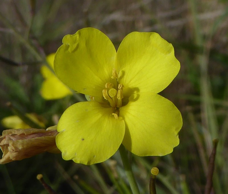 Perennial Wallrocket photo 4