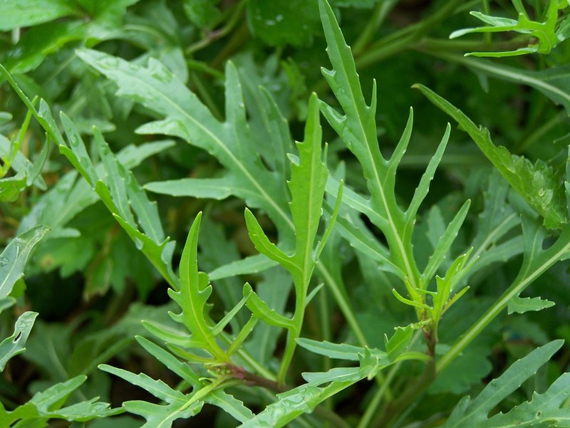 Perennial Wallrocket photo 8