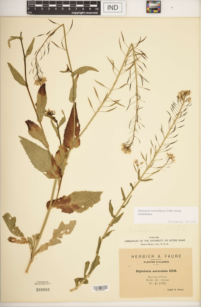 Diplotaxis tenuisiliqua subsp. tenuisiliqua
