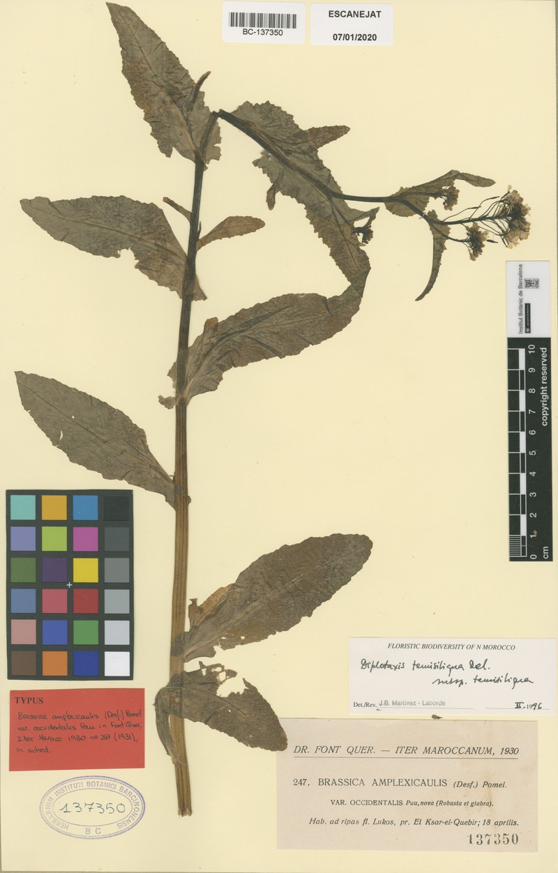 Diplotaxis tenuisiliqua subsp. tenuisiliqua photo 2
