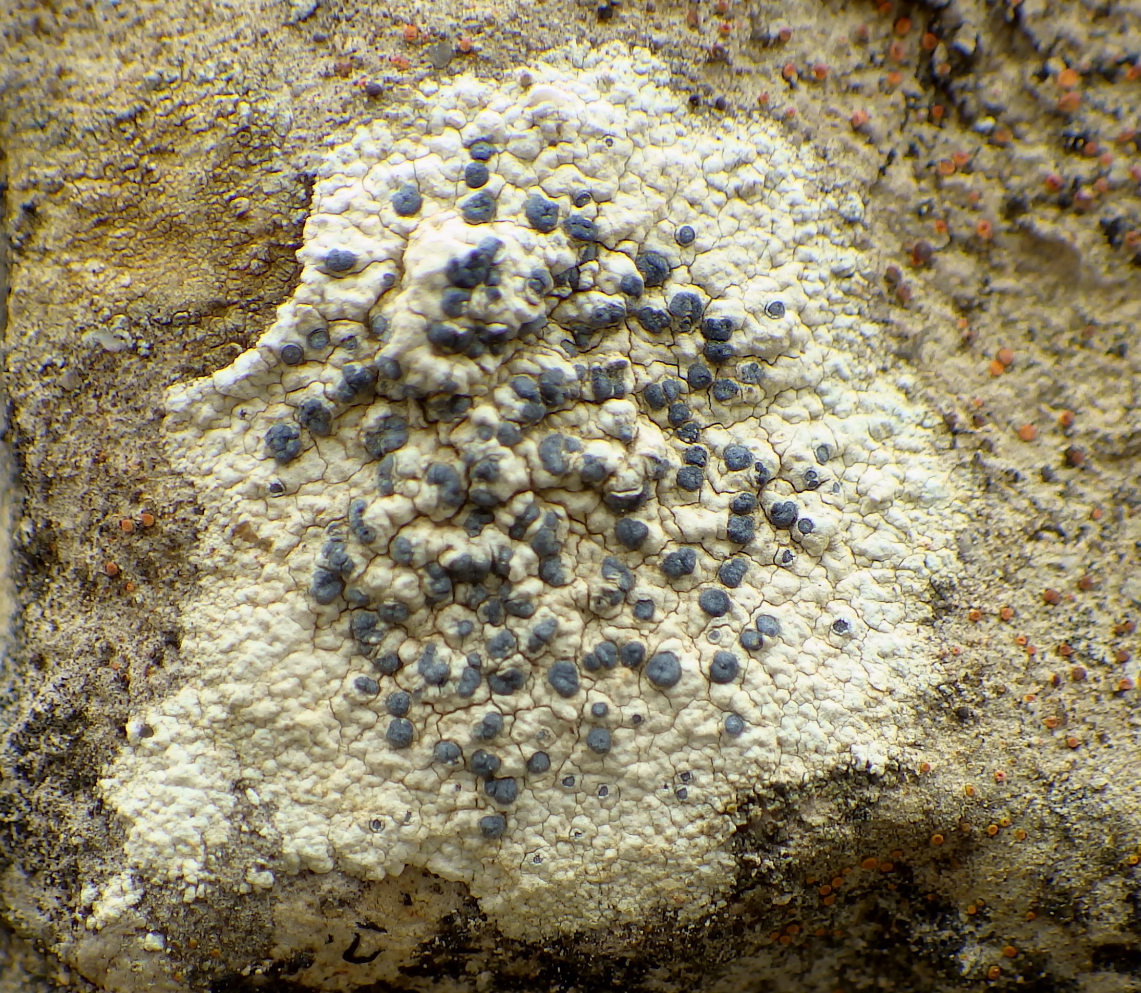 Diplotomma Lichen