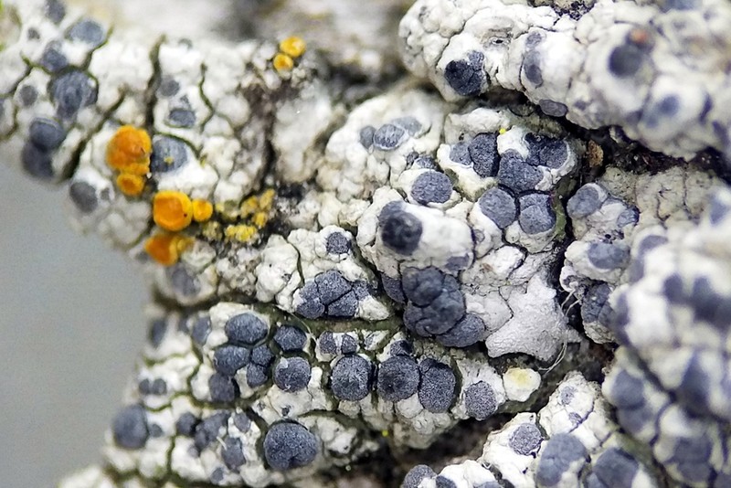 Diplotomma Lichen