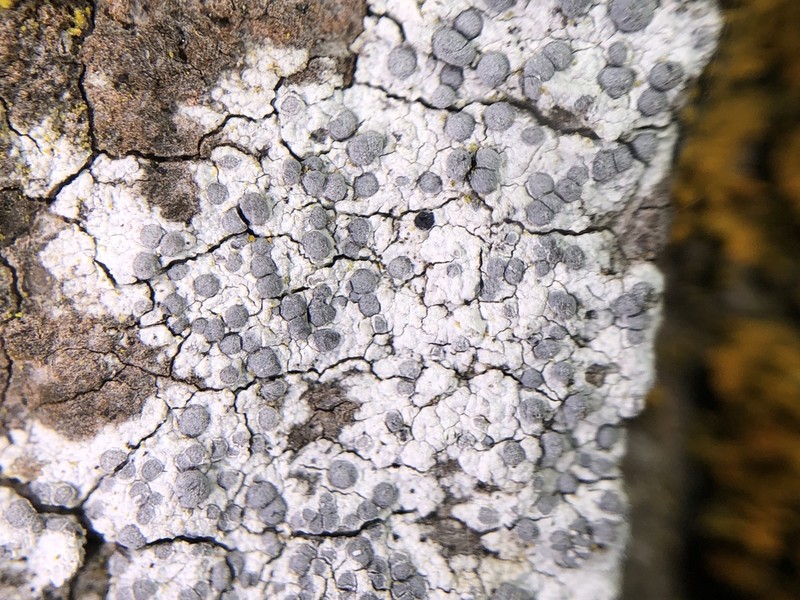 Diplotomma Lichen photo 2